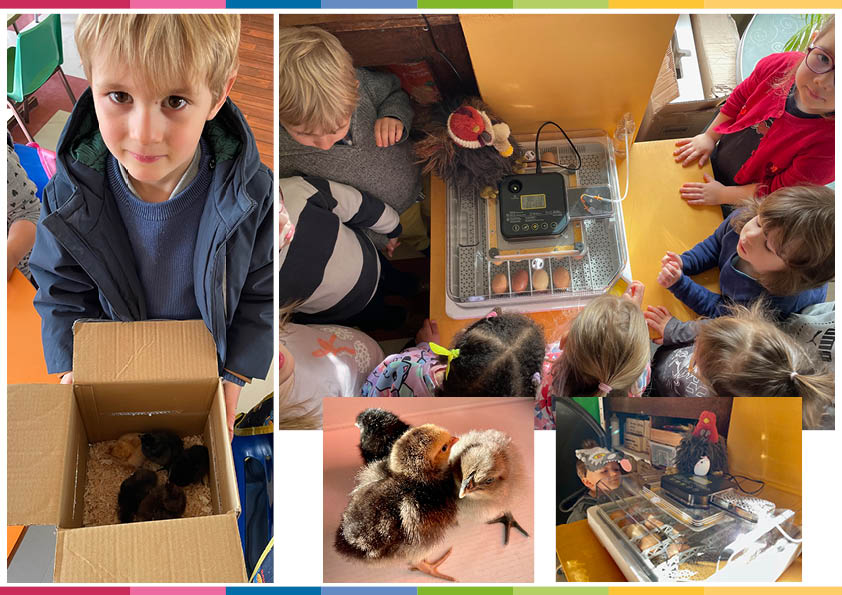 Illustration actualiteLes poussins de Pâques